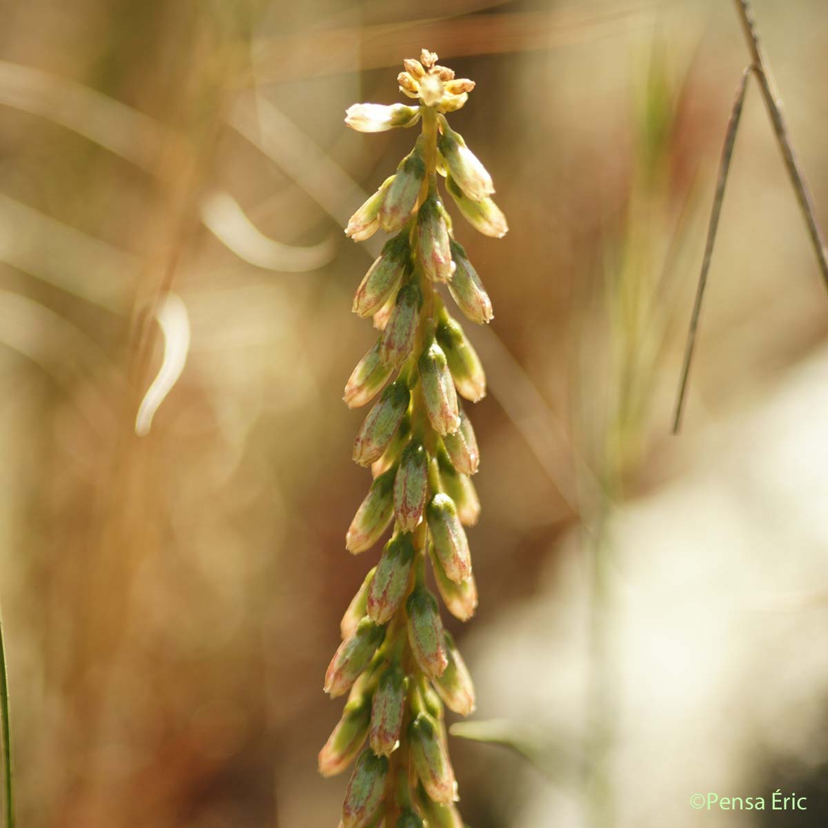 Nombril-de-Vénus - Umbilicus rupestris