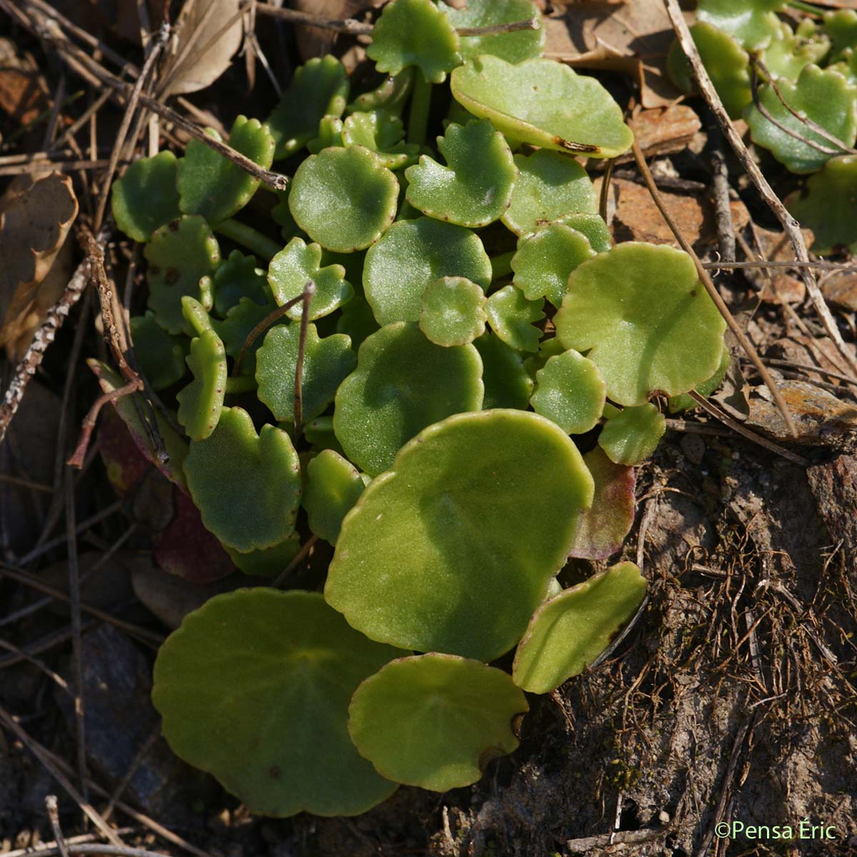 Nombril-de-Vénus - Umbilicus rupestris