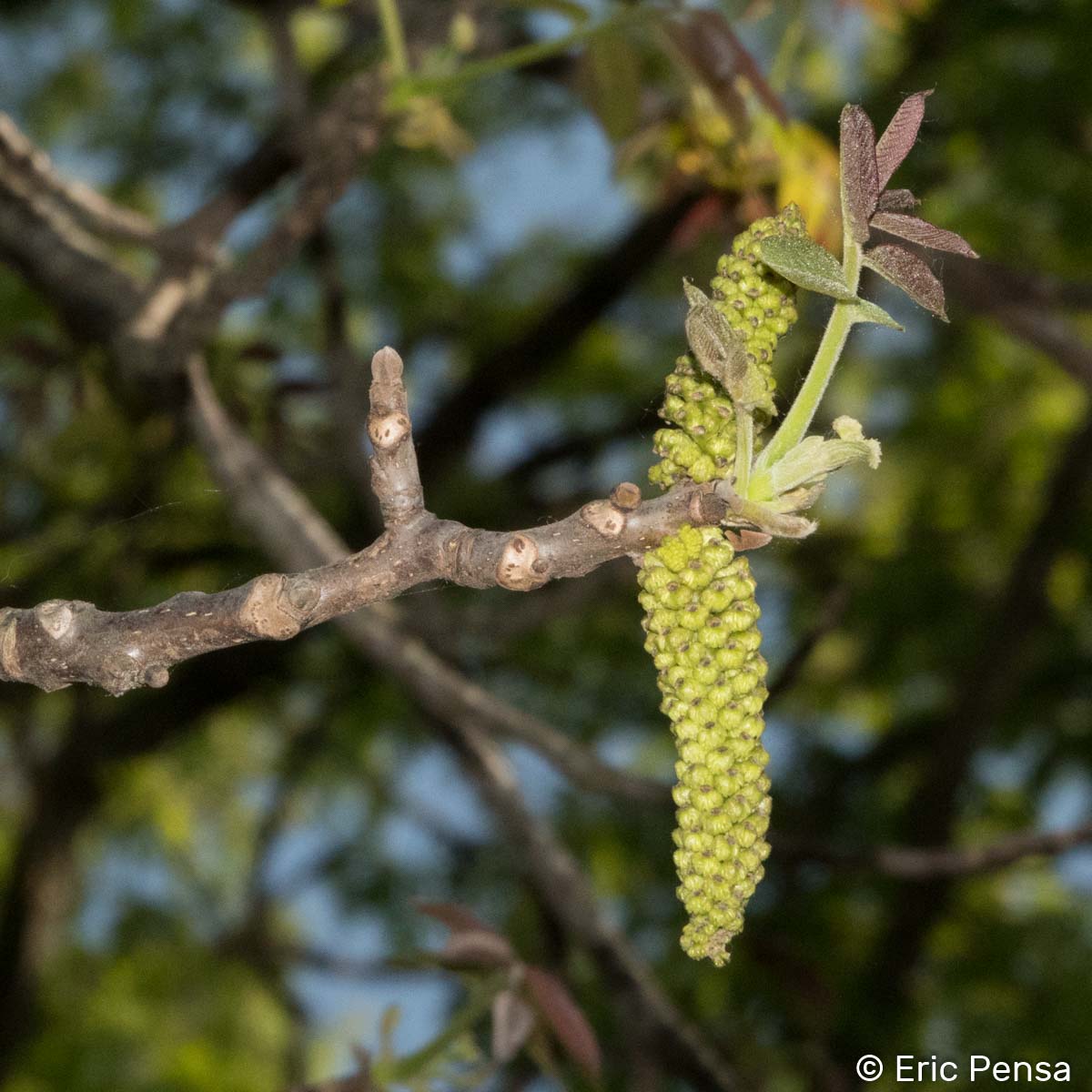 Noyer - Juglans regia