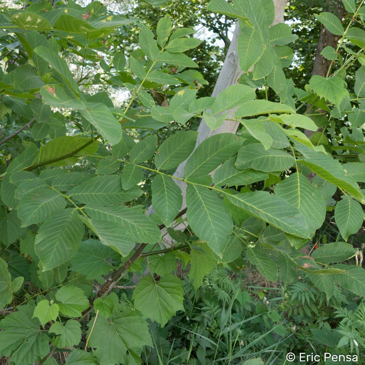 Noyer - Juglans regia