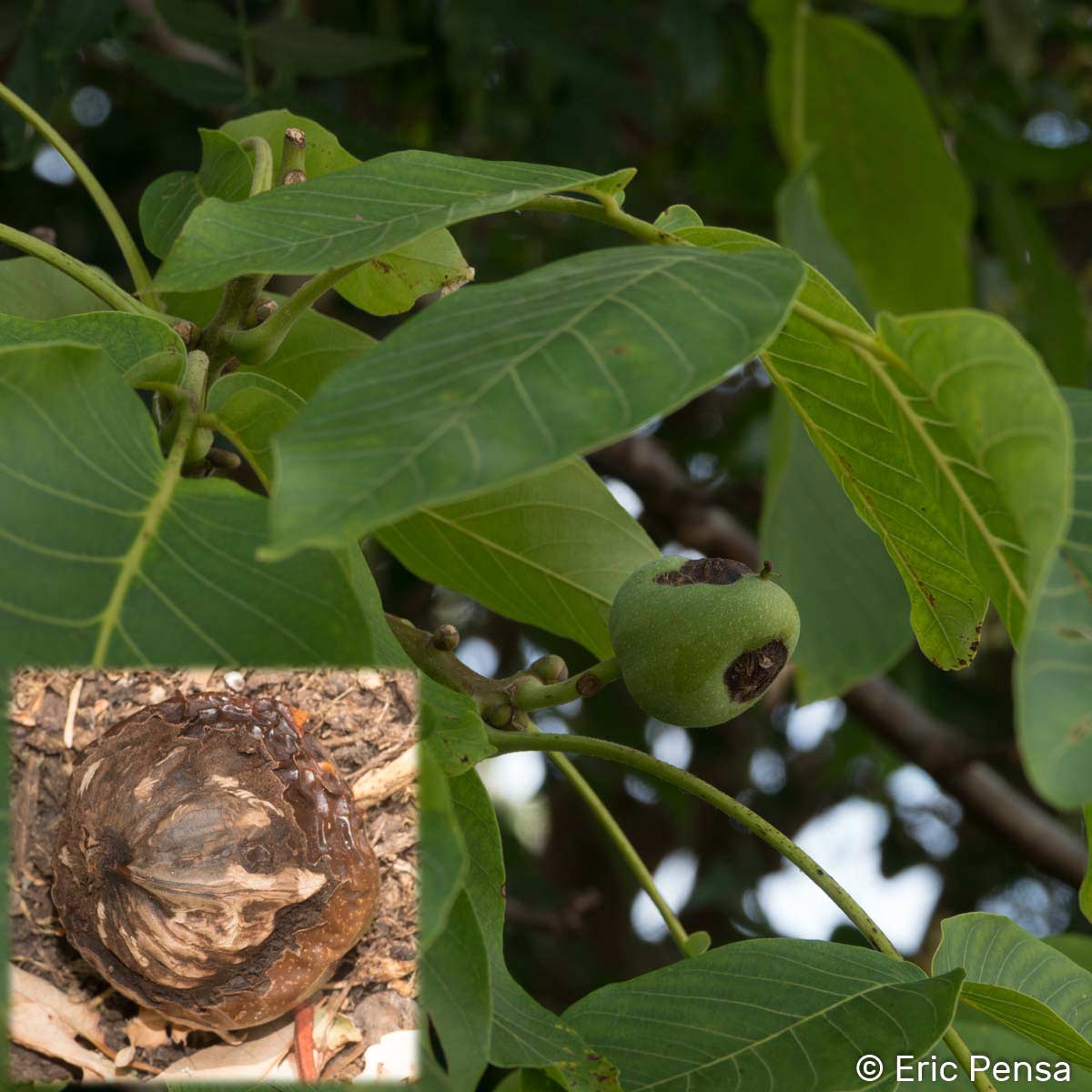 Noyer - Juglans regia