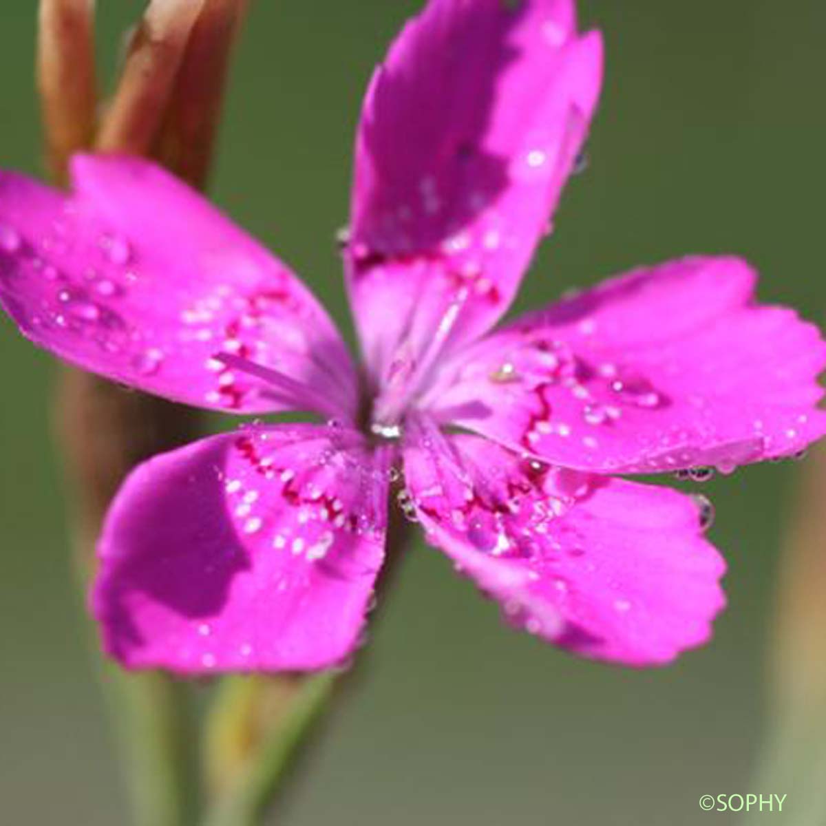 Oeillet à delta - Dianthus deltoides