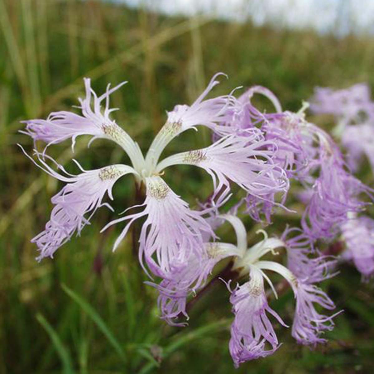 Oeillet à plumet - Dianthus superbus subsp. superbus