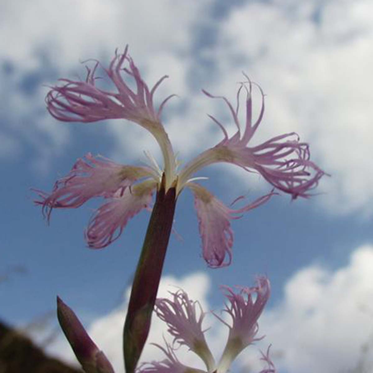 Oeillet à plumet - Dianthus superbus var. superbus