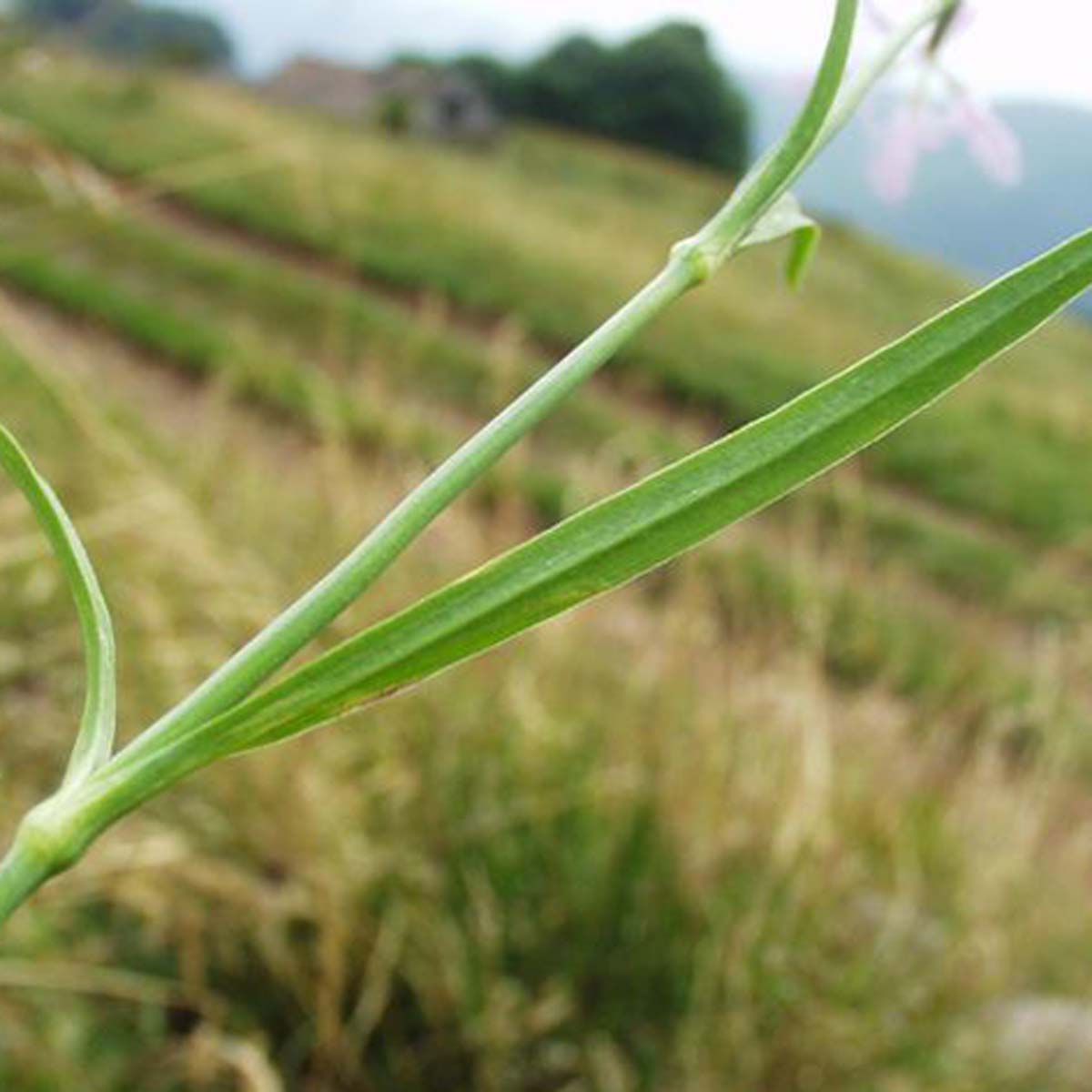 Oeillet à plumet - Dianthus superbus var. superbus