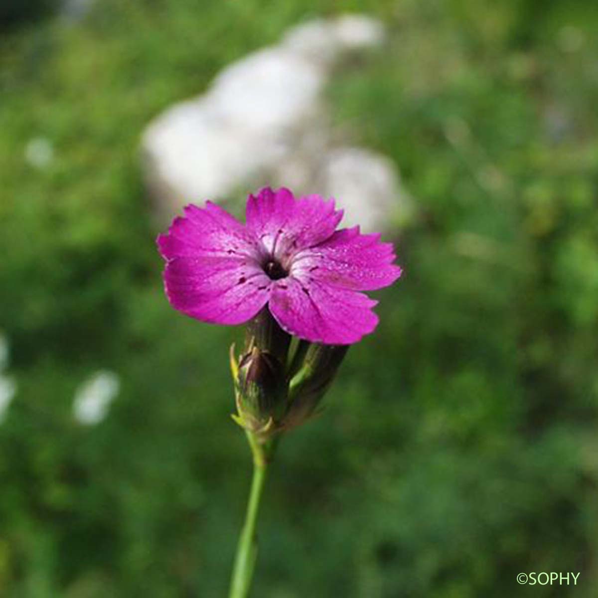 Oeillet à tiges courtes - Dianthus subacaulis