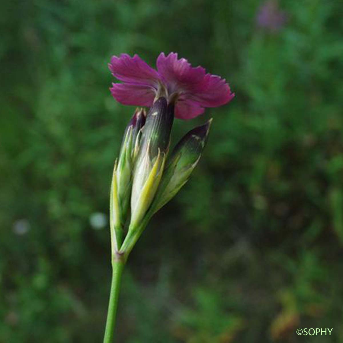 Oeillet à tiges courtes - Dianthus subacaulis