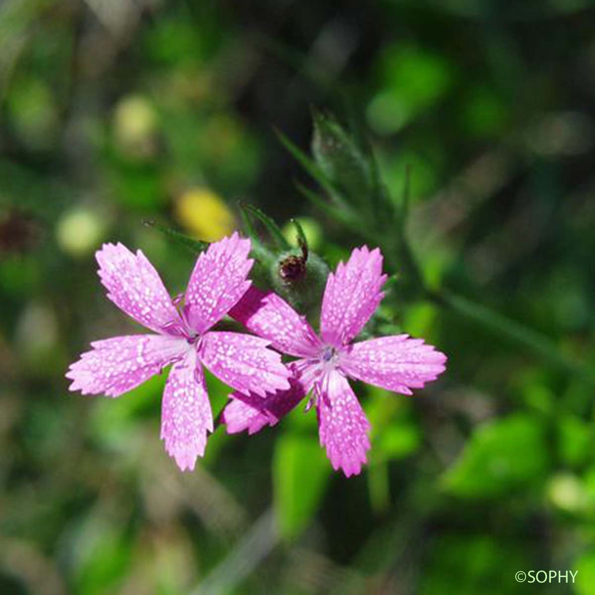 Oeillet arméria - Dianthus armeria