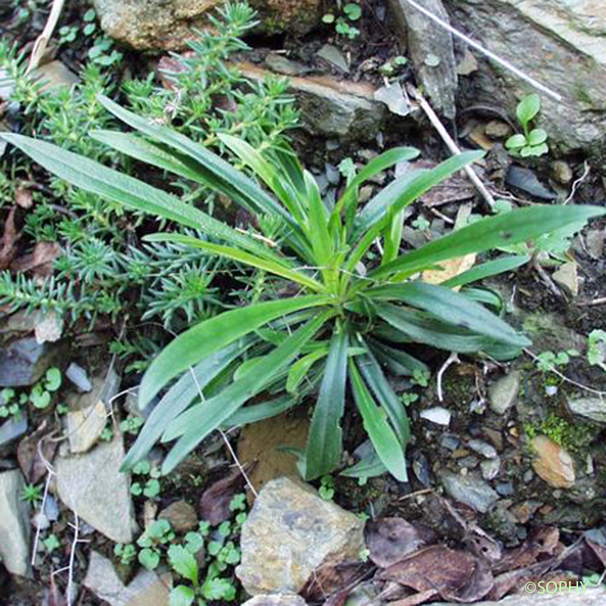Oeillet arméria - Dianthus armeria