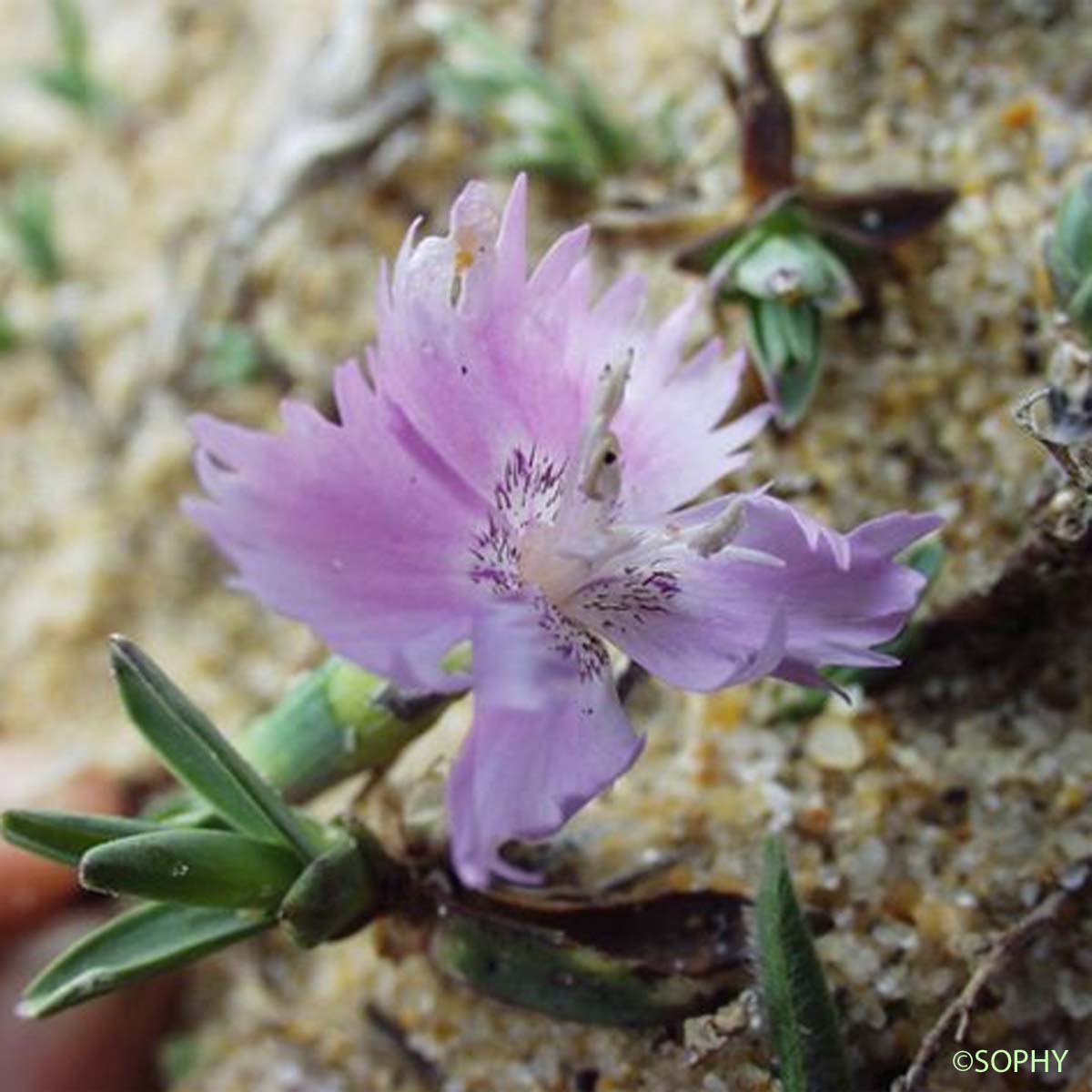 Oeillet de France - Dianthus gallicus