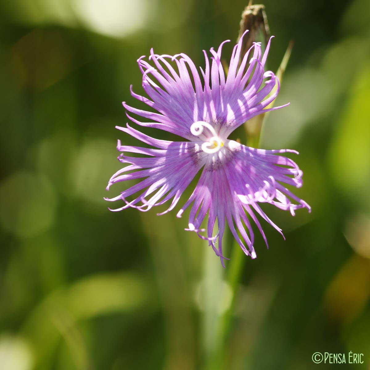 Oeillet de Montpellier - Dianthus hyssopifolius