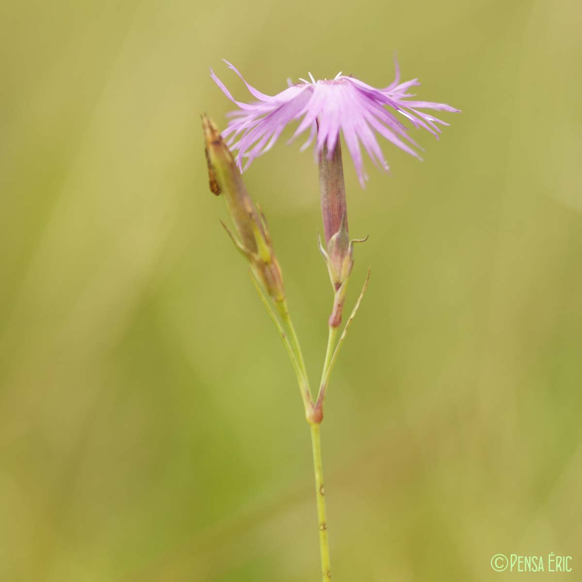 Oeillet de Montpellier - Dianthus hyssopifolius