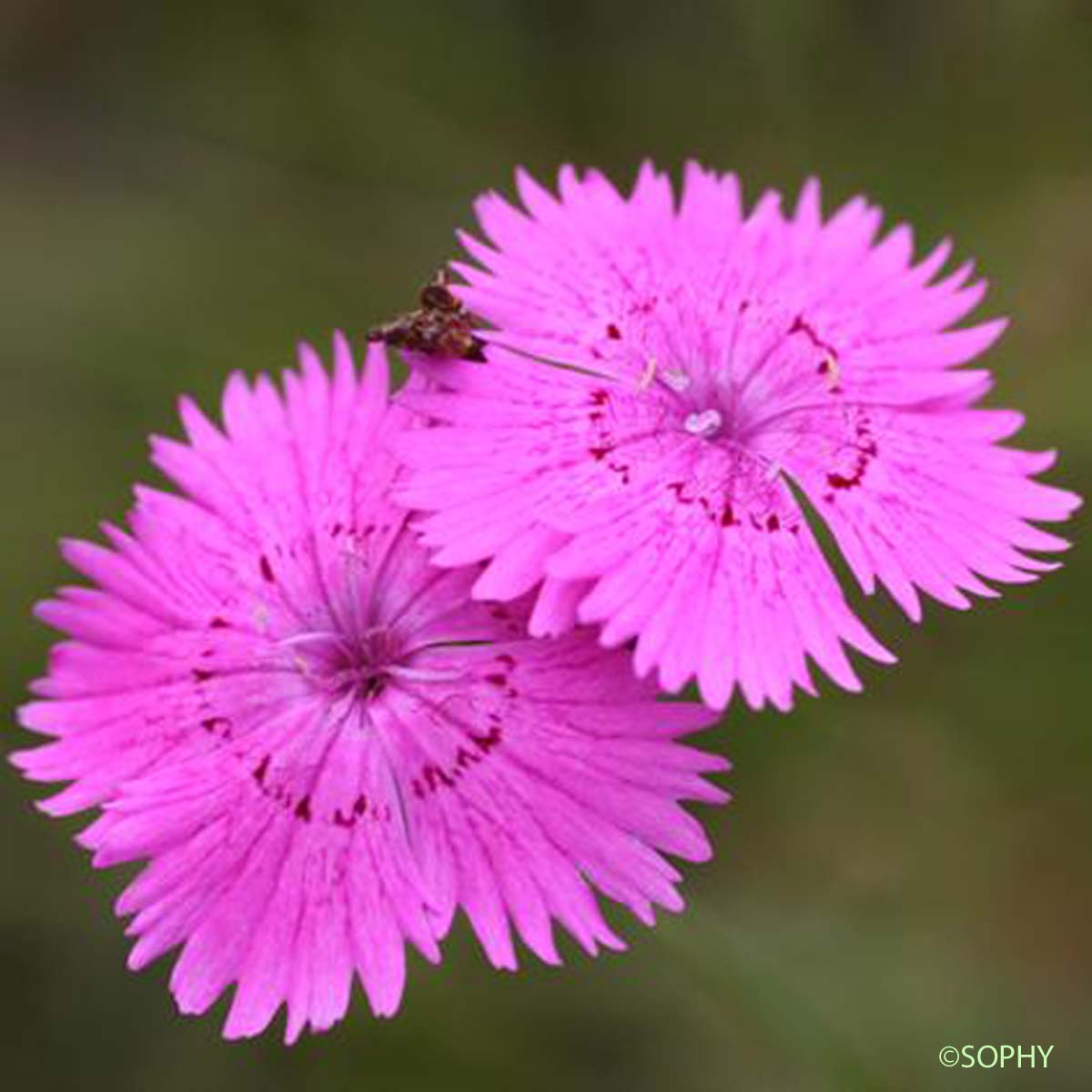 Oeillet de Séguier - Dianthus seguieri subsp. seguieri