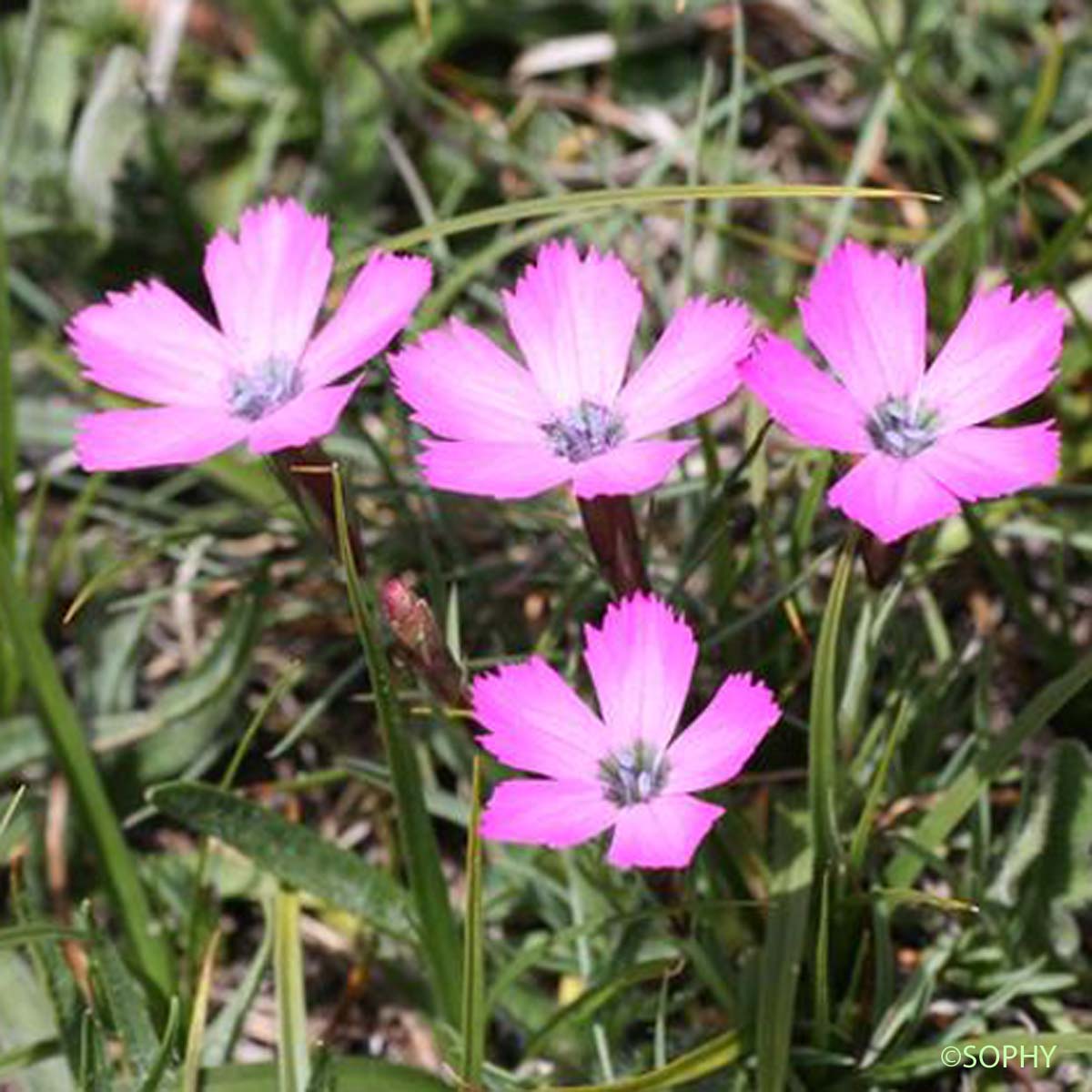 Oeillet de Séguier - Dianthus seguieri subsp. seguieri