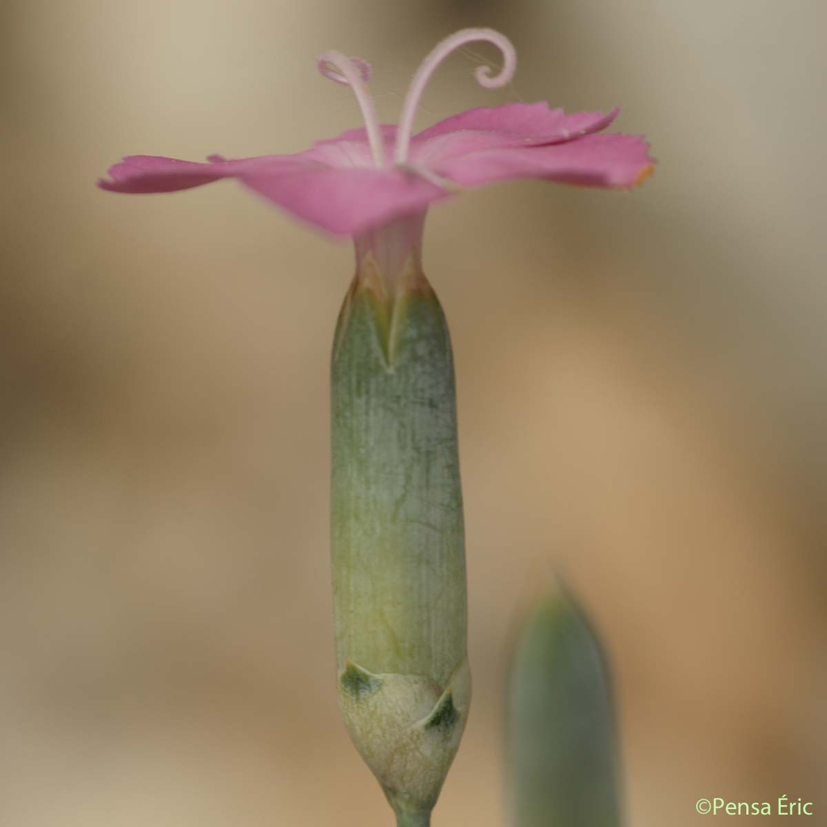 Oeillet des rochers - Dianthus saxicola