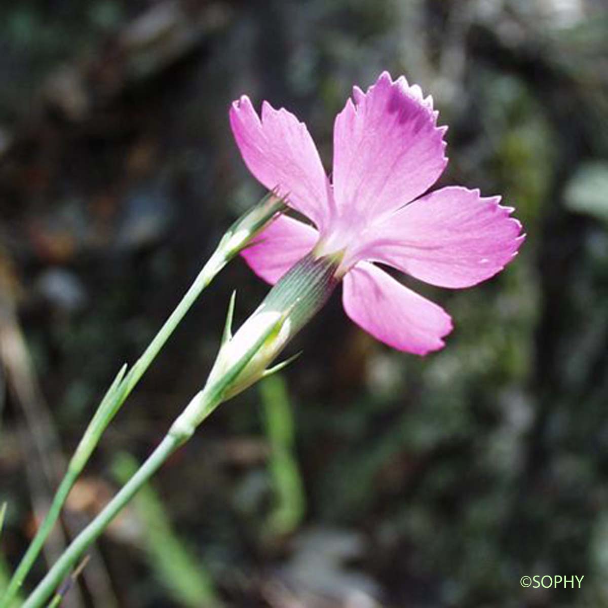 Oeillet du granite - Dianthus graniticus