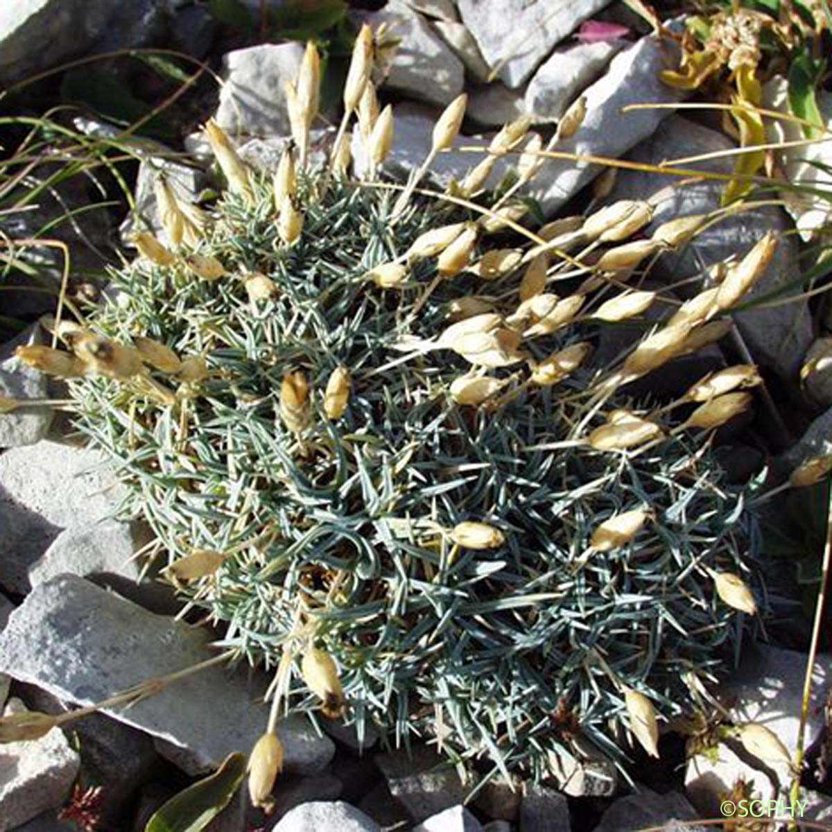 Oeillet négligé - Dianthus pavonius