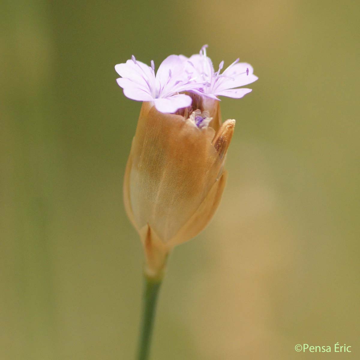 Oeillet prolifère - Petrorhagia prolifera