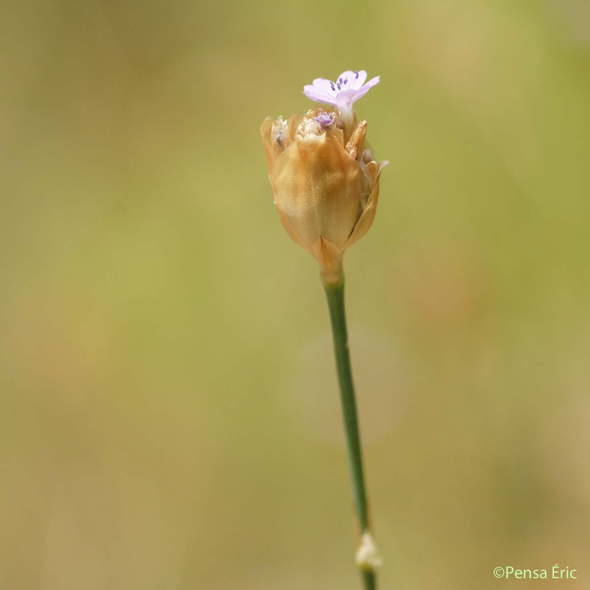 Oeillet prolifère - Petrorhagia prolifera