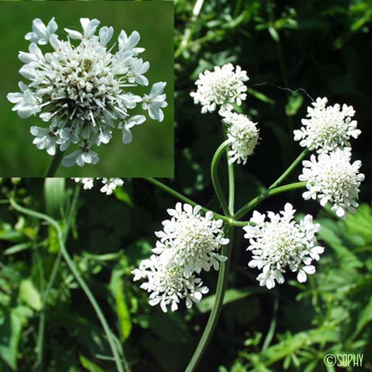 Oenanthe à feuilles de silaüs - Oenanthe silaifolia