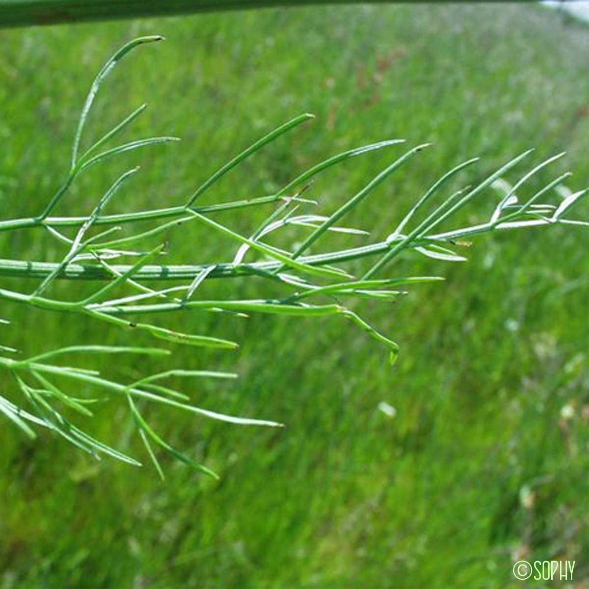 Oenanthe à feuilles de silaüs - Oenanthe silaifolia