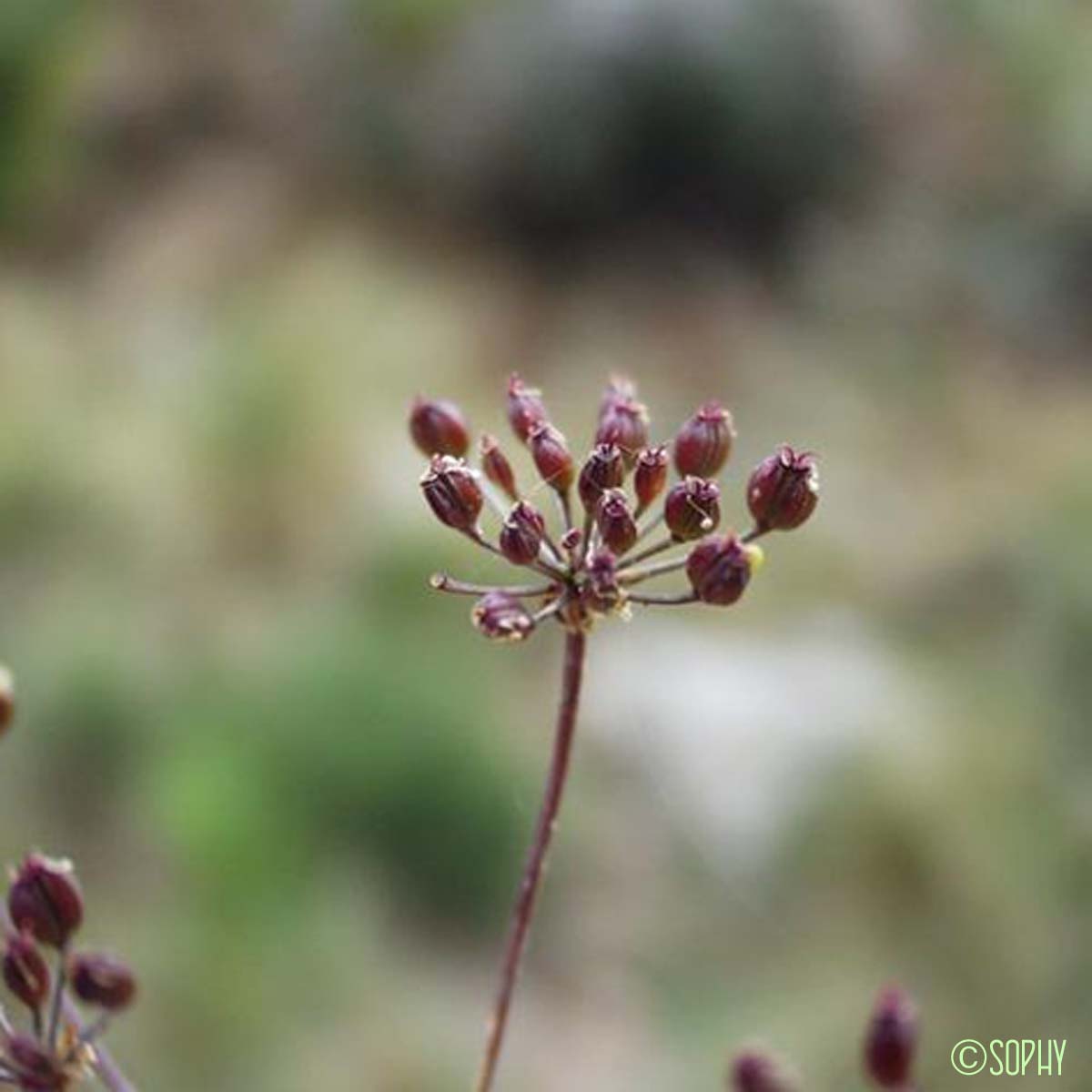 Oenanthe à feuilles de silaüs - Oenanthe silaifolia