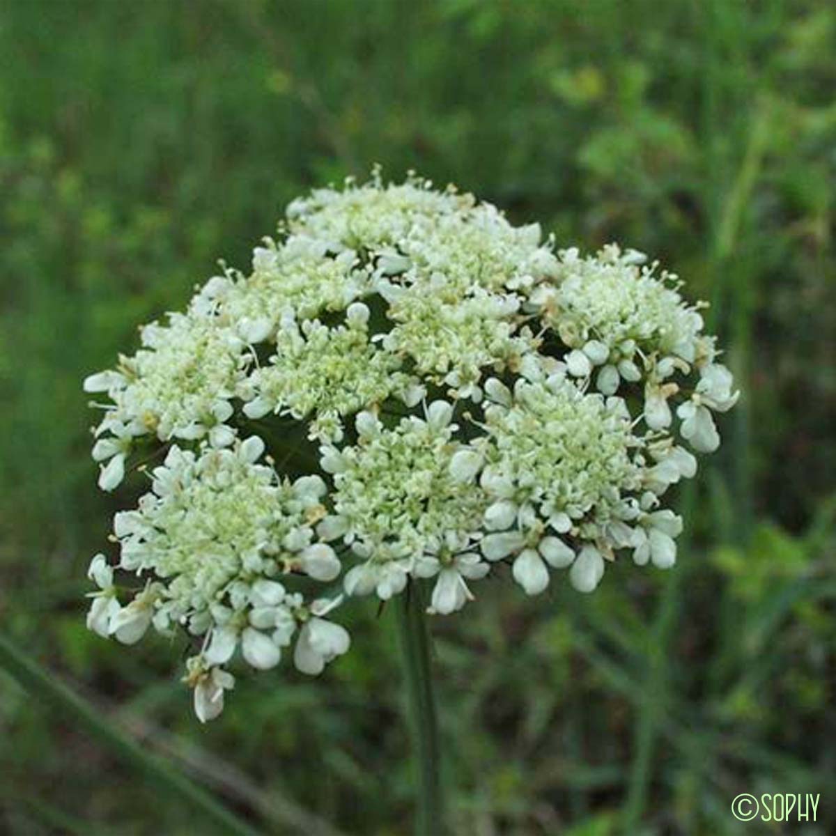 Oenanthe faux-Boucage - Oenanthe pimpinelloides