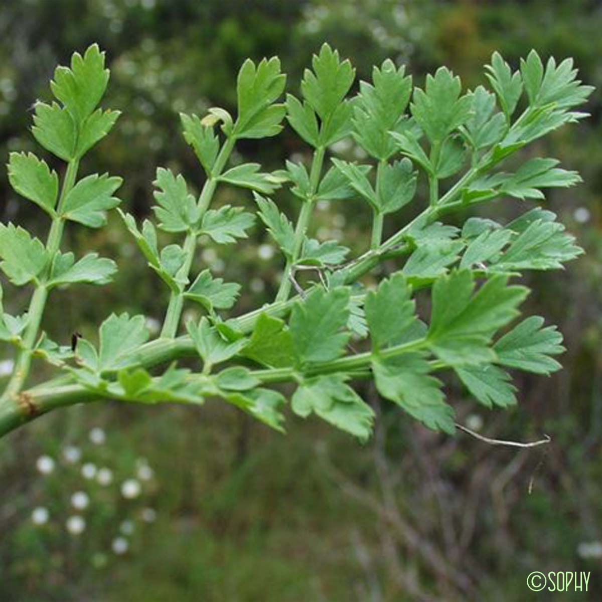 Oenanthe faux-Boucage - Oenanthe pimpinelloides