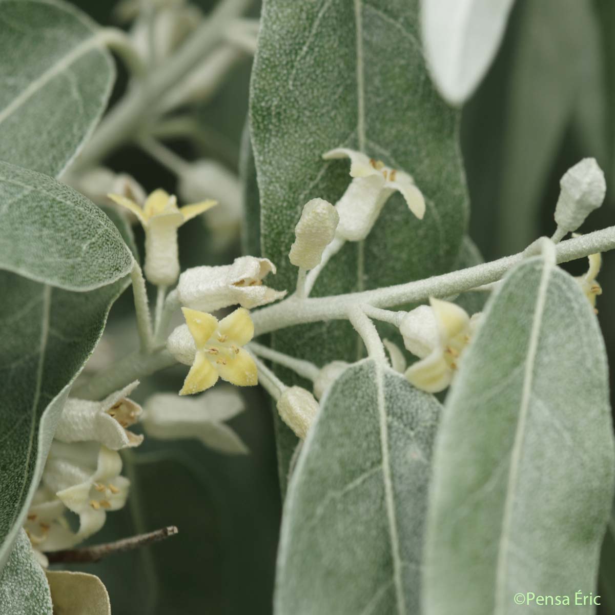 Olivier de Bohême - Elaeagnus angustifolia