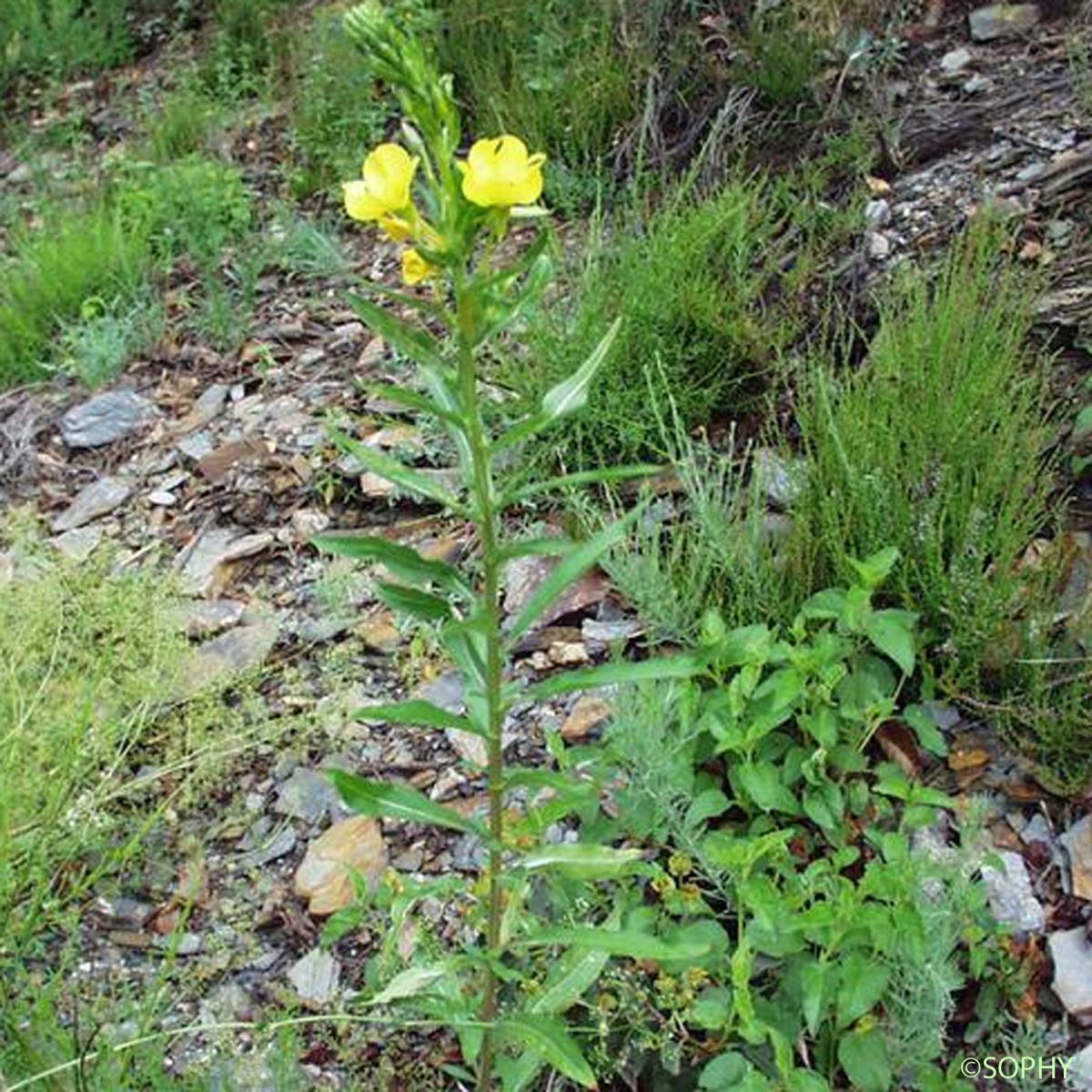 Onagre à petites fleurs - Oenothera parviflora