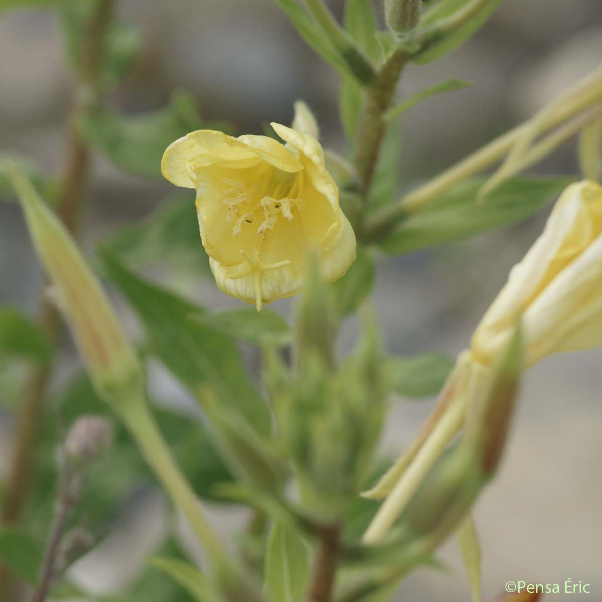 Onagre de Glaziou - Oenothera glazioviana