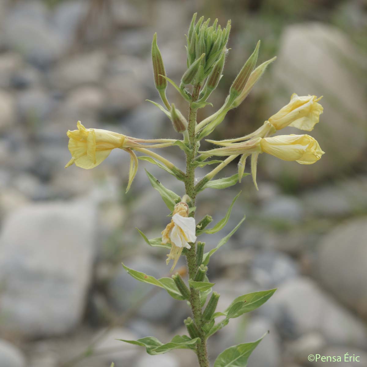 Onagre de Glaziou - Oenothera glazioviana