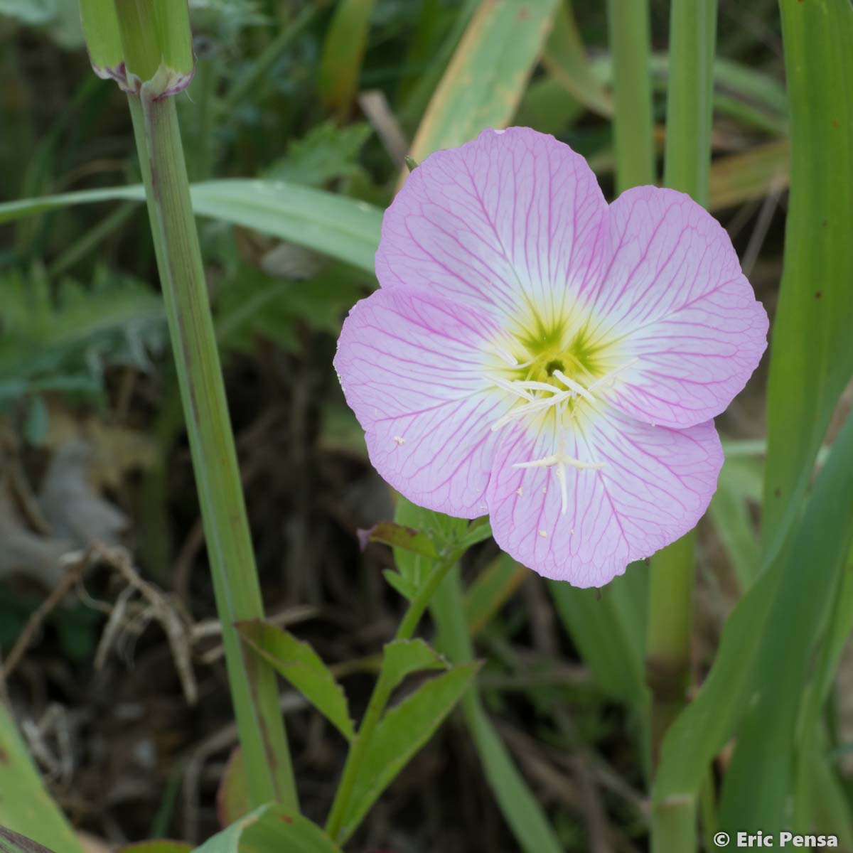 Onagre rose - Oenothera speciosa