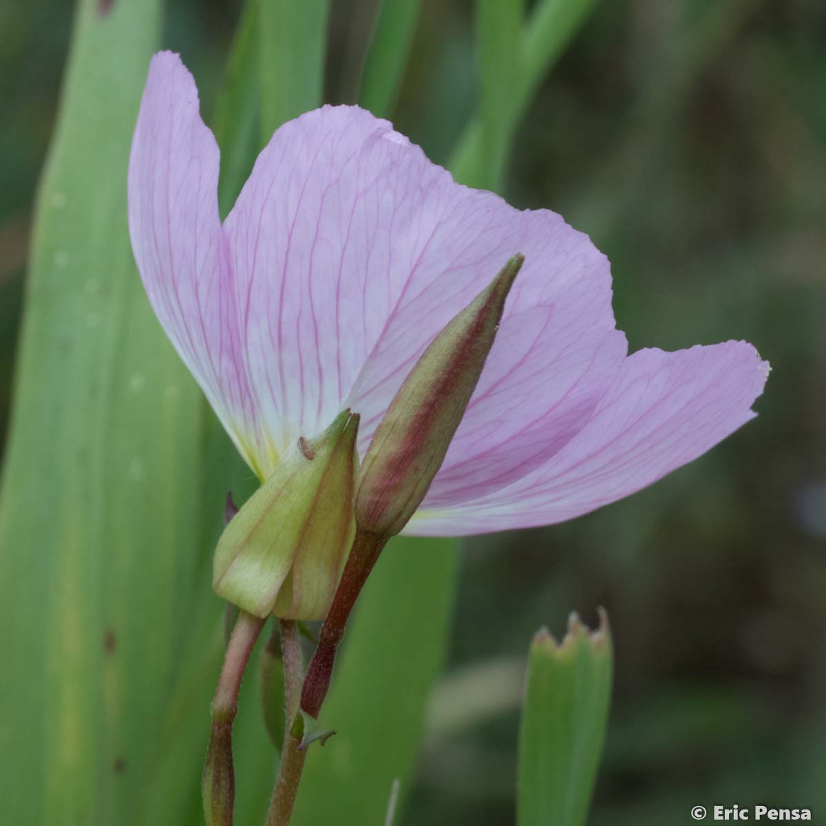 Onagre rose - Oenothera speciosa