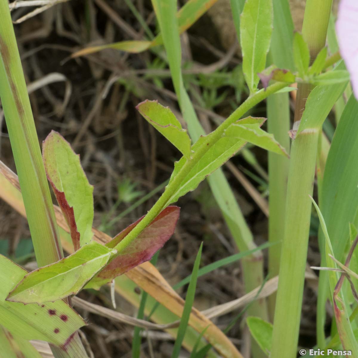 Onagre rose - Oenothera speciosa