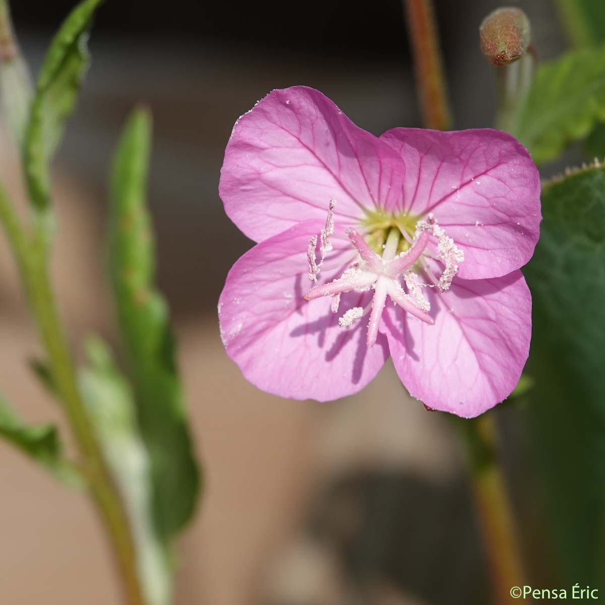 Onagre rosée - Oenothera rosea