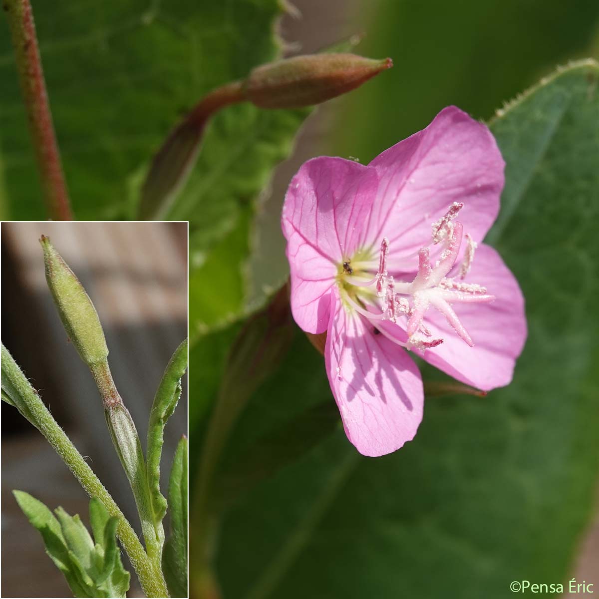 Onagre rosée - Oenothera rosea