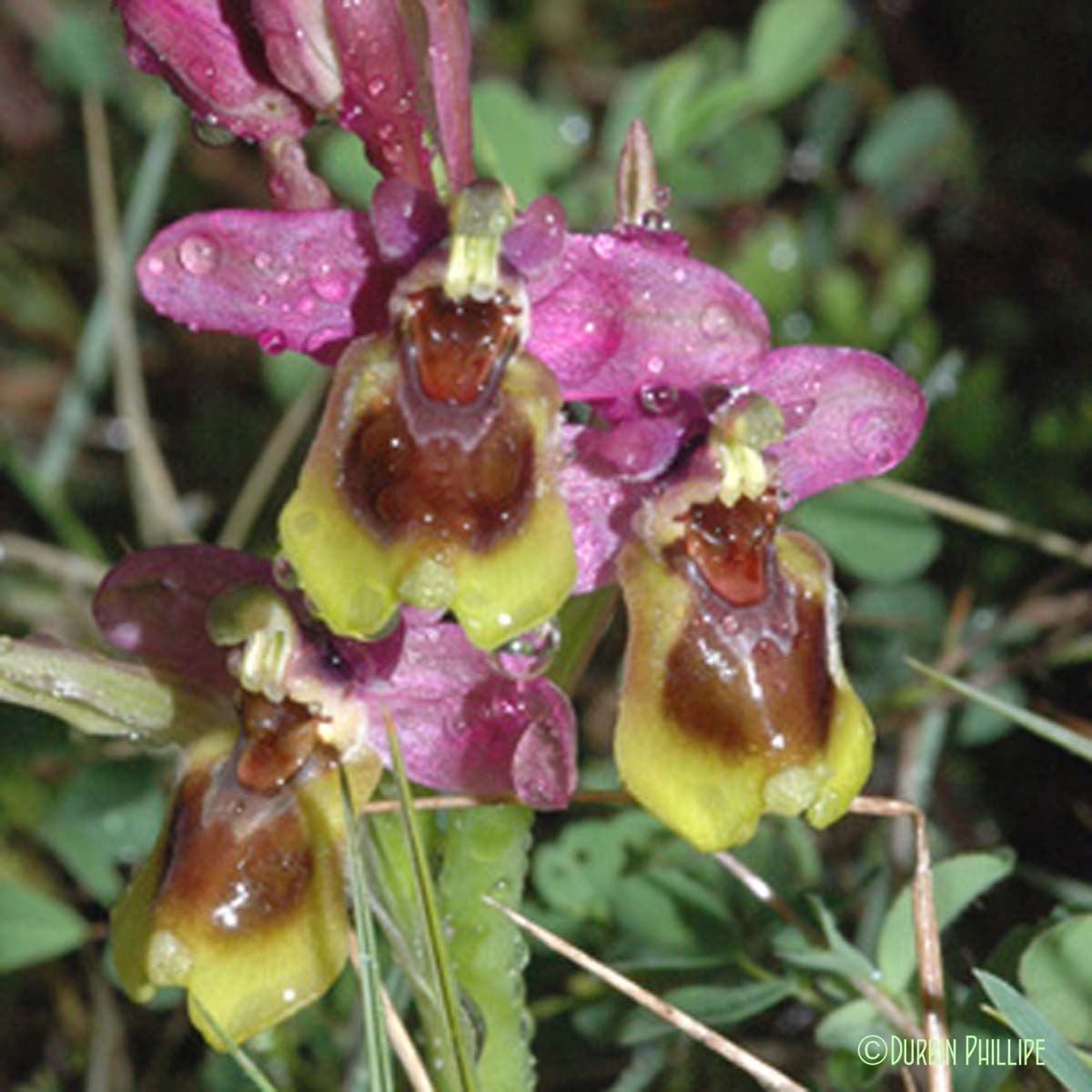 Ophrys à grandes fleurs - Ophrys tenthredinifera subsp. tenthredinifera