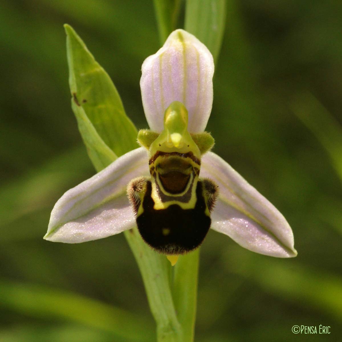 Ophrys abeille - Ophrys apifera