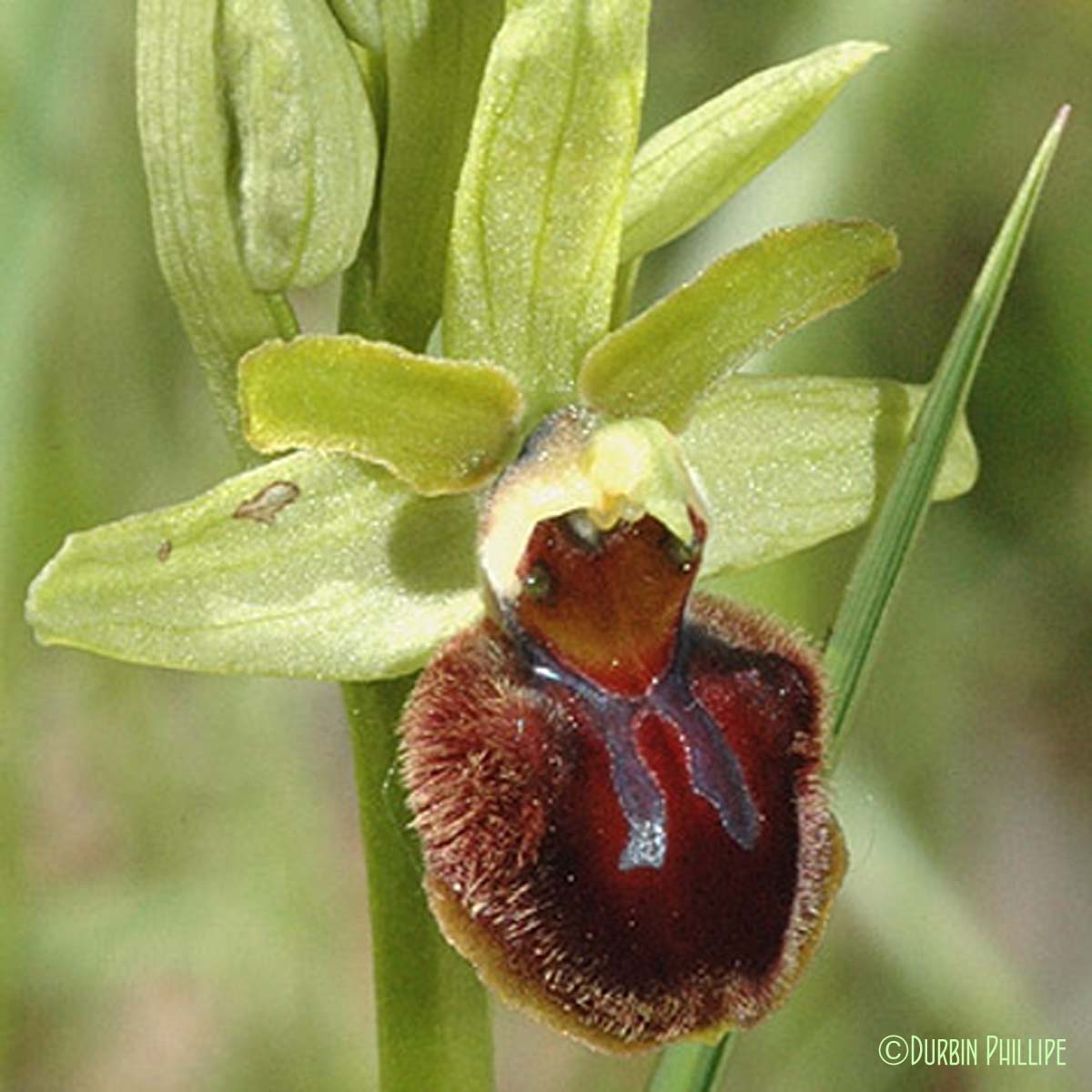 Ophrys araignée - Ophrys aranifera subsp. aranifera