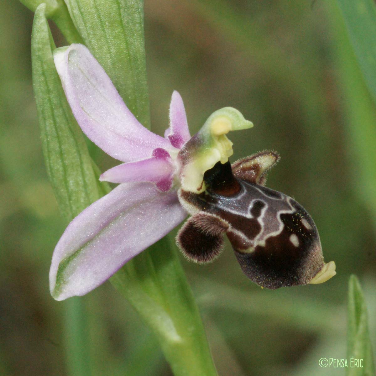 Ophrys bécasse - Ophrys scolopax subsp. scolopax