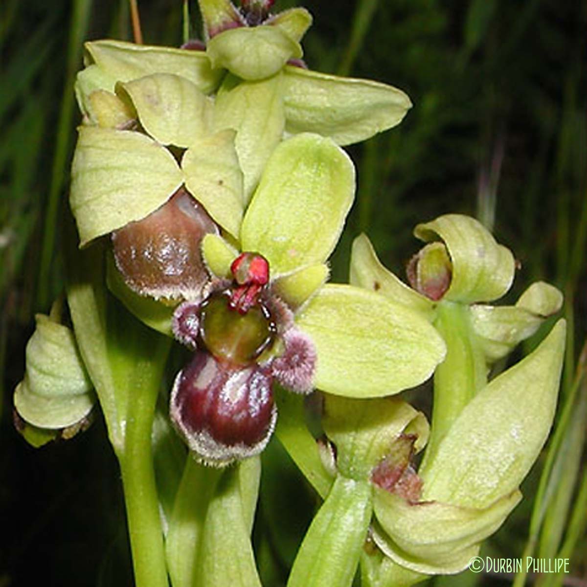 Ophrys bombyx - Ophrys bombyliflora