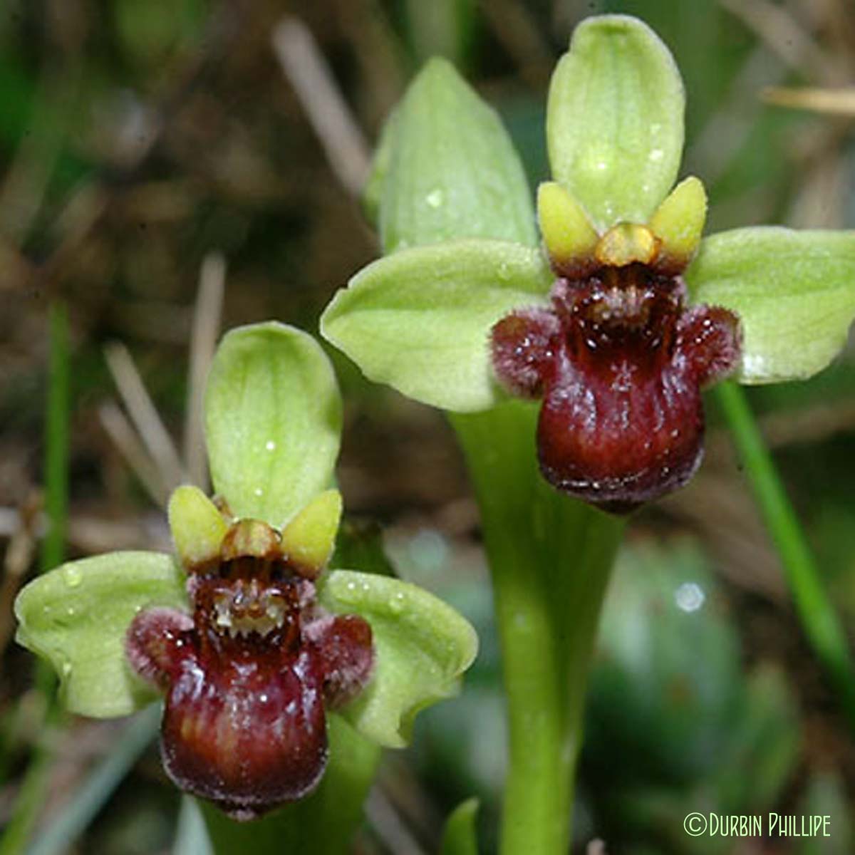 Ophrys bombyx - Ophrys bombyliflora