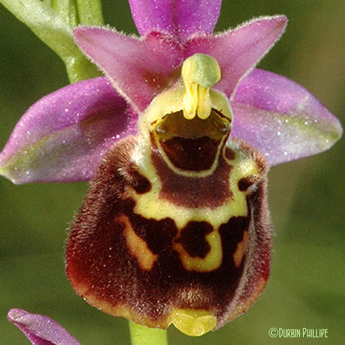 Ophrys bourdon - Ophrys holosericea subsp. holosericea