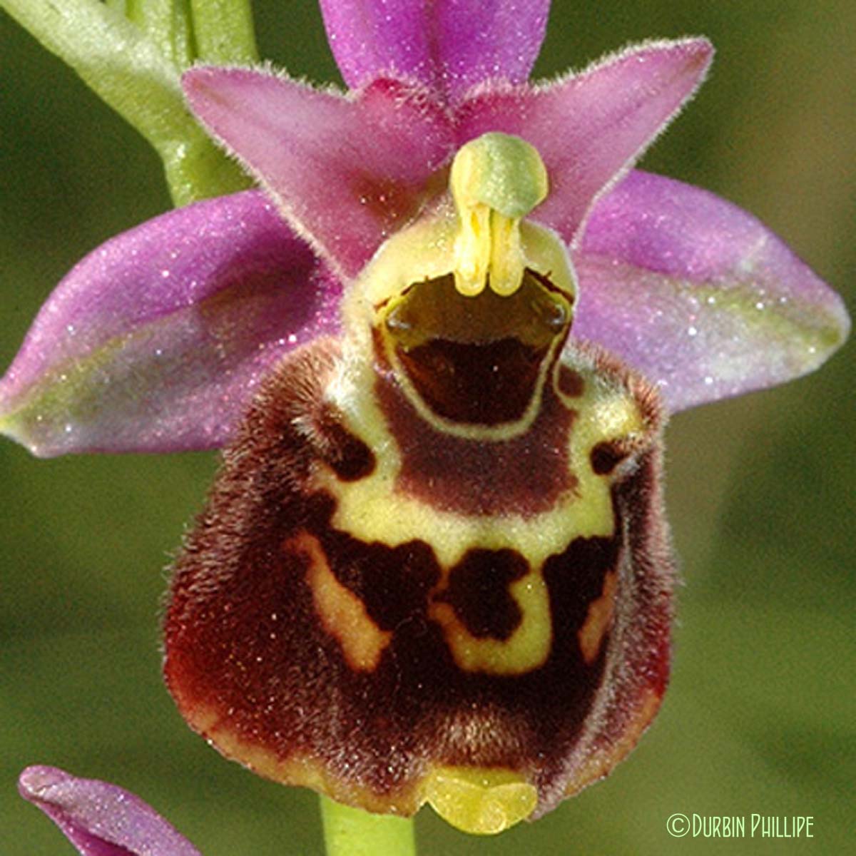 Ophrys bourdon - Ophrys fuciflora subsp. souchei