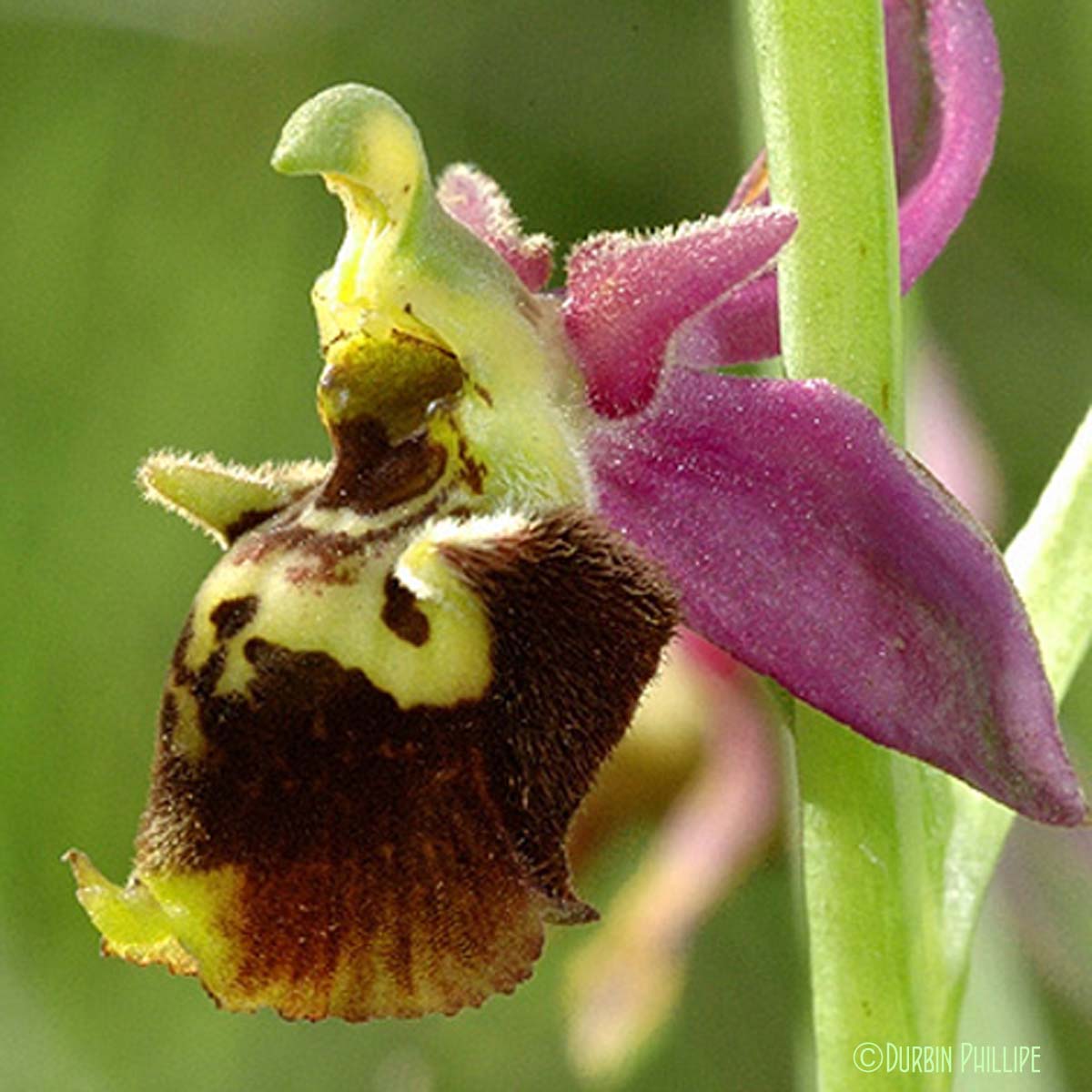 Ophrys bourdon - Ophrys holosericea subsp. holosericea