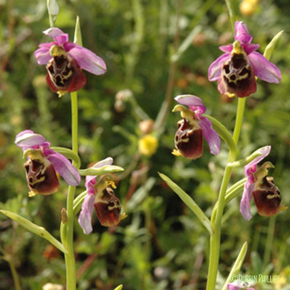 Ophrys bourdon - Ophrys holosericea subsp. holosericea