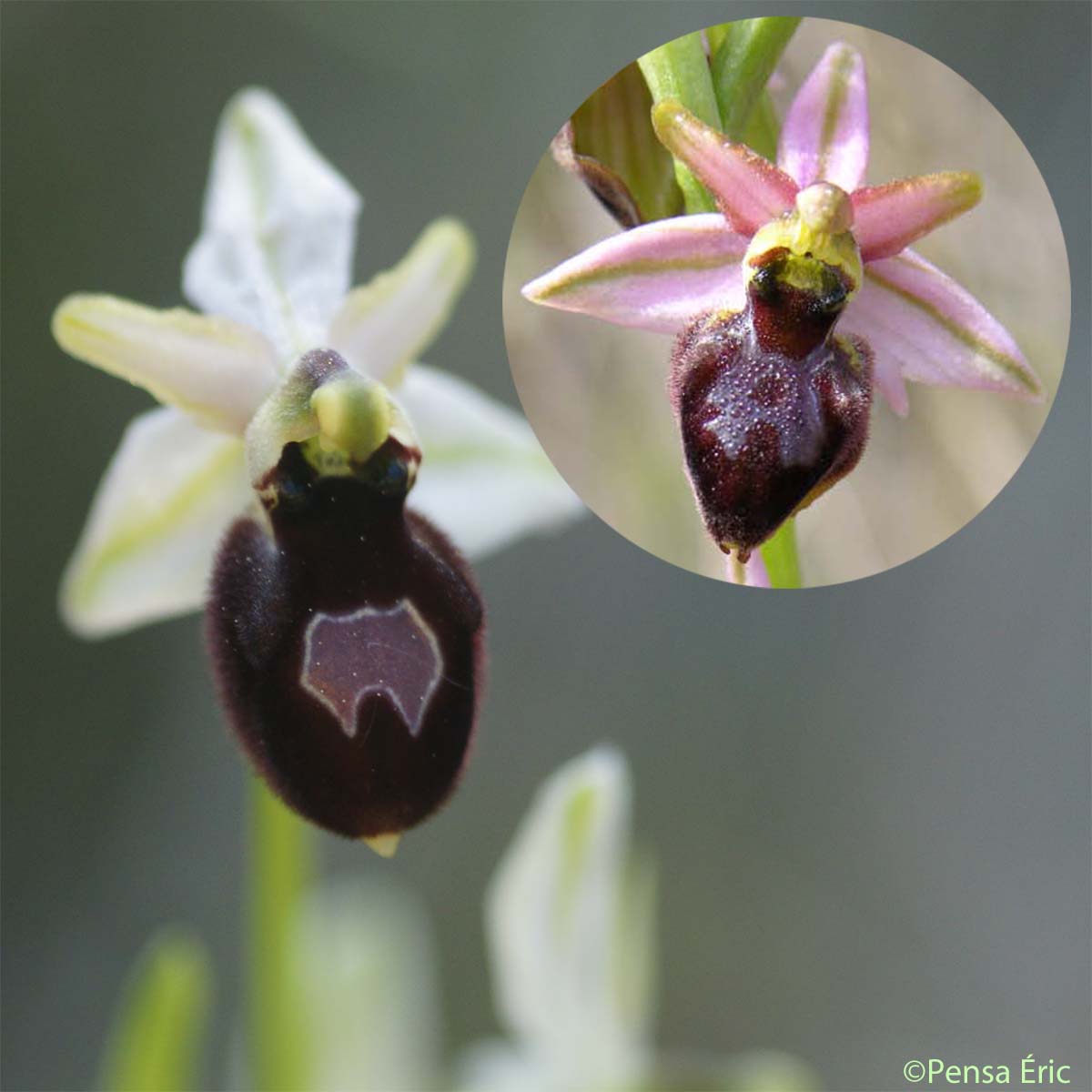 Ophrys brillant - Ophrys splendida