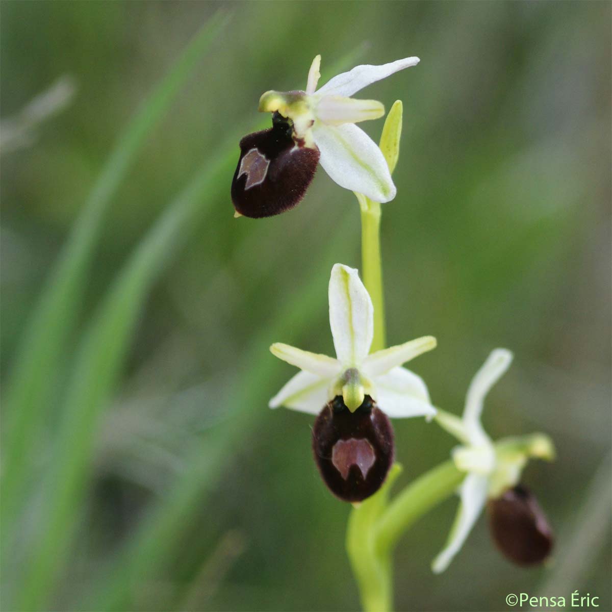 Ophrys brillant - Ophrys arachnitiformis