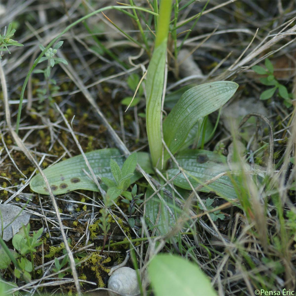 Ophrys brillant - Ophrys arachnitiformis